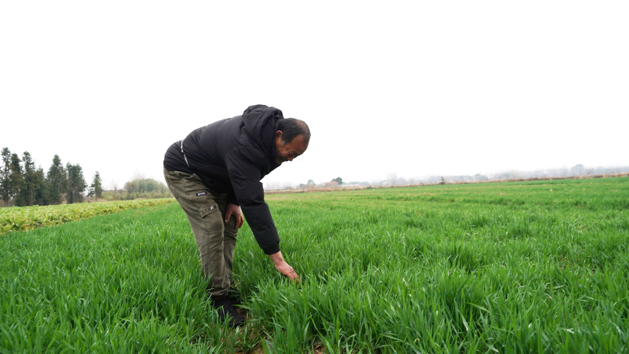 武汉标志设计（乡村振兴|武汉邾城：盘活“休耕地”，精耕“致富田”）武汉市乡村振兴规划发布，