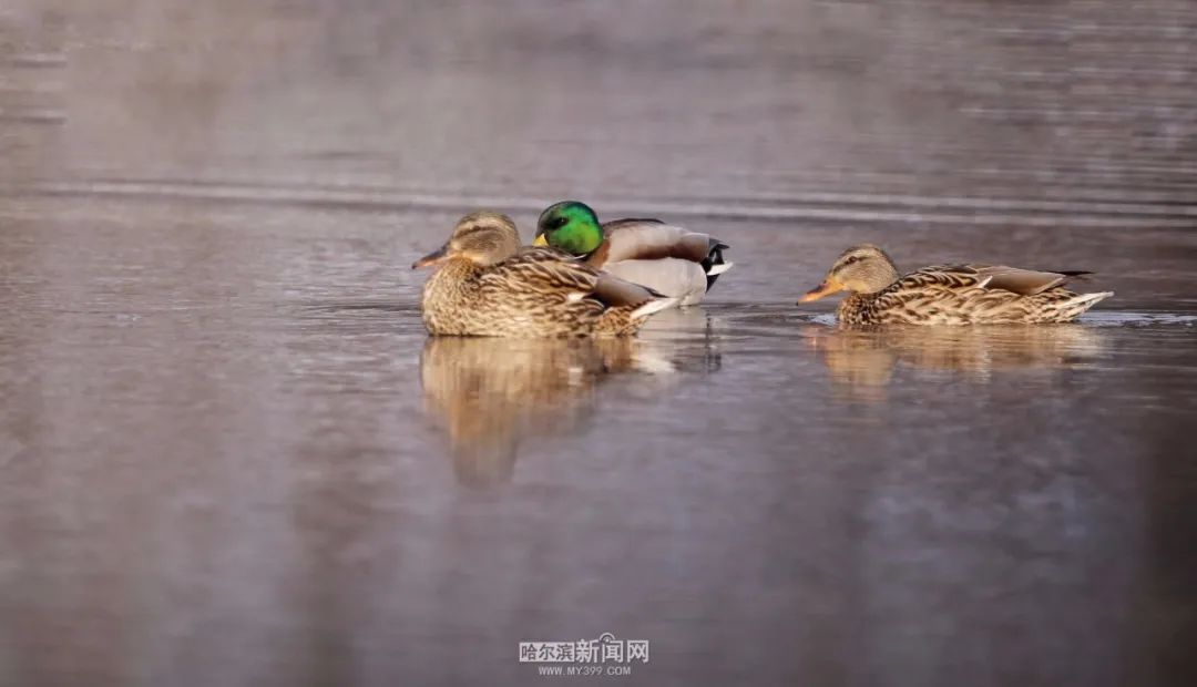 来源：哈尔滨新闻网