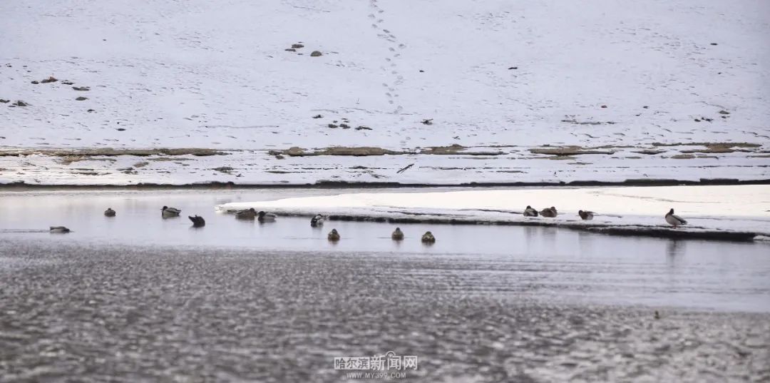 来源：哈尔滨新闻网