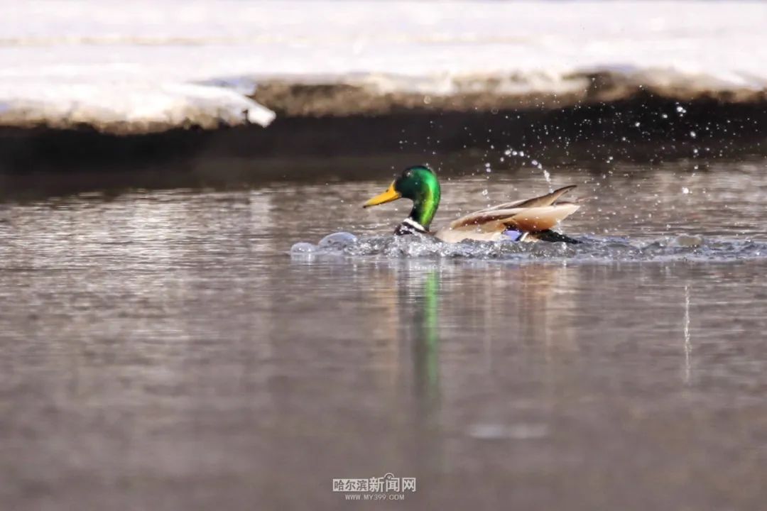 来源：哈尔滨新闻网