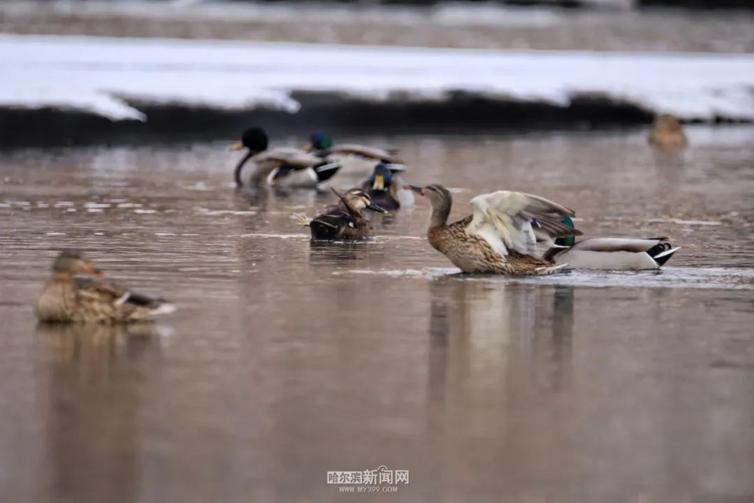来源：哈尔滨新闻网