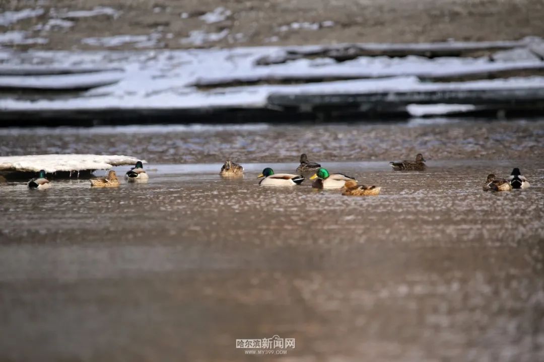来源：哈尔滨新闻网