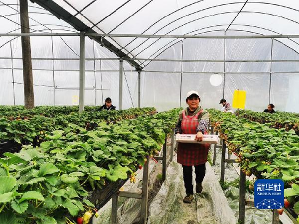 2月8日,工人在泗渡农场大棚里采摘草莓。新华社记者 郑明鸿 摄