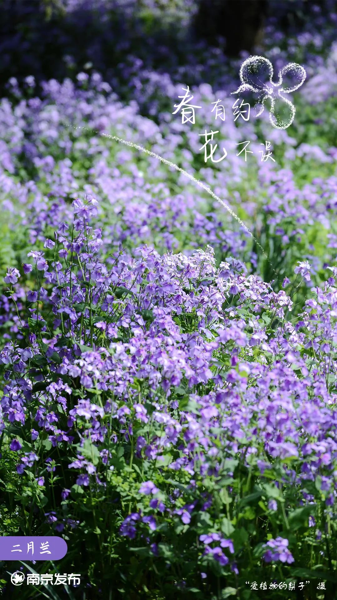 猫爪草长得什么样儿 9101-93ec65f197c03504083a507aba19301f.jpg