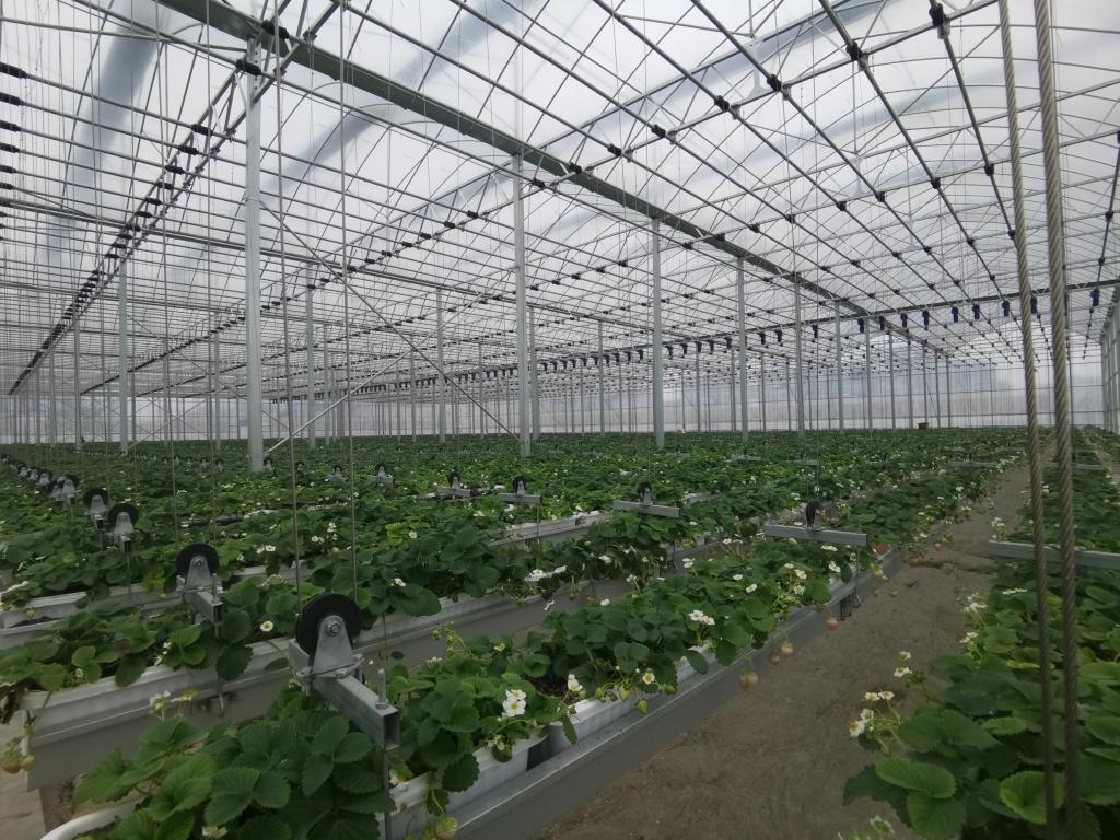 图为安顺市西秀区众鑫草莓产业发展有限公司的草莓种植大棚。(2月6日摄) 新华社记者 郑明鸿 摄