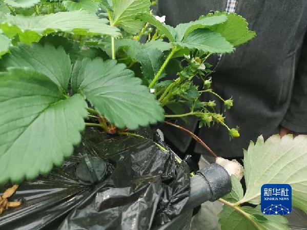 图中塑料管为草莓大棚的水系统和加温系统(2月6日摄)。新华社记者 郑明鸿 摄