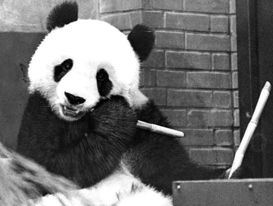 被质疑遭受“虐待”的旅美大熊猫,到底经历了什么?休闲区蓝鸢梦想 - Www.slyday.coM 被质疑遭受“虐待”的旅美大熊猫,到底经历了什么?休闲区蓝鸢梦想 - Www.slyday.coM