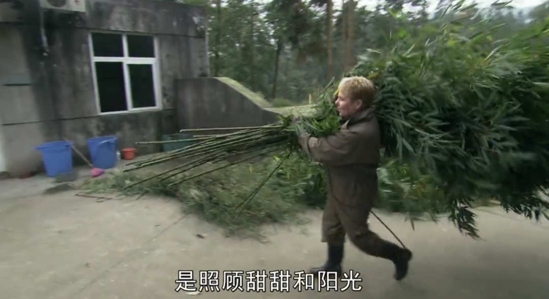 被质疑遭受“虐待”的旅美大熊猫,到底经历了什么?休闲区蓝鸢梦想 - Www.slyday.coM 被质疑遭受“虐待”的旅美大熊猫,到底经历了什么?休闲区蓝鸢梦想 - Www.slyday.coM