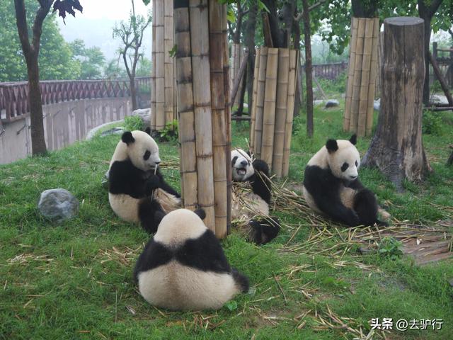 大熊猫丫丫旅美异常,网友心疼愤怒,难怪我们要设置“霸道”租赁休闲区蓝鸢梦想 - Www.slyday.coM 大熊猫丫丫旅美异常,网友心疼愤怒,难怪我们要设置“霸道”租赁休闲区蓝鸢梦想 - Www.slyday.coM