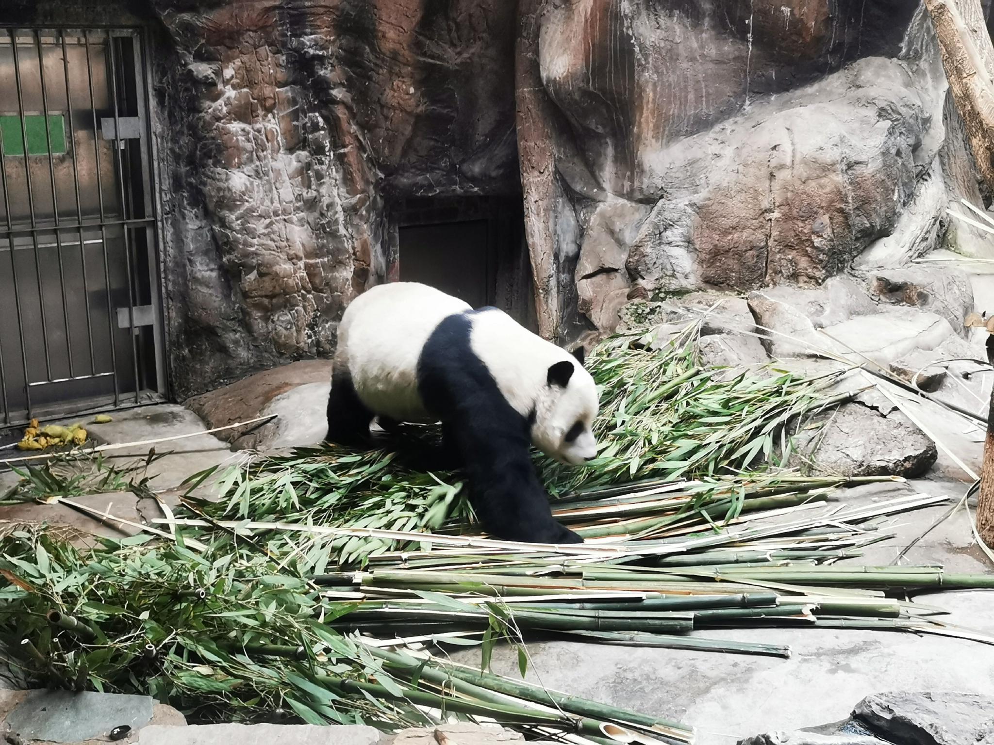 磨叽7小时，大熊猫“白天”首秀北京动物园_京报网