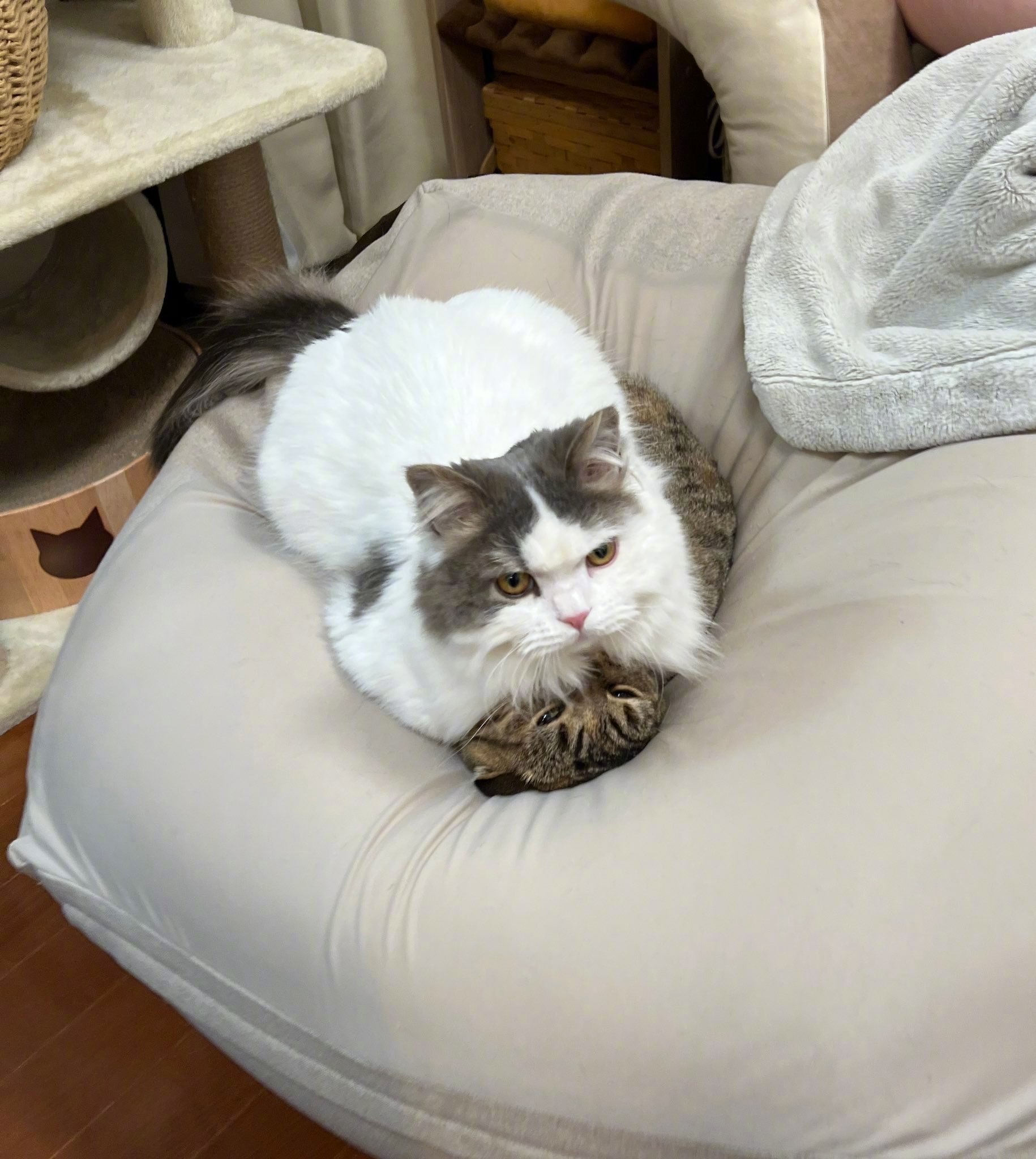 狸花猫要被吞噬了！ by/twitter/matsutake_cat狸花猫_新浪新闻