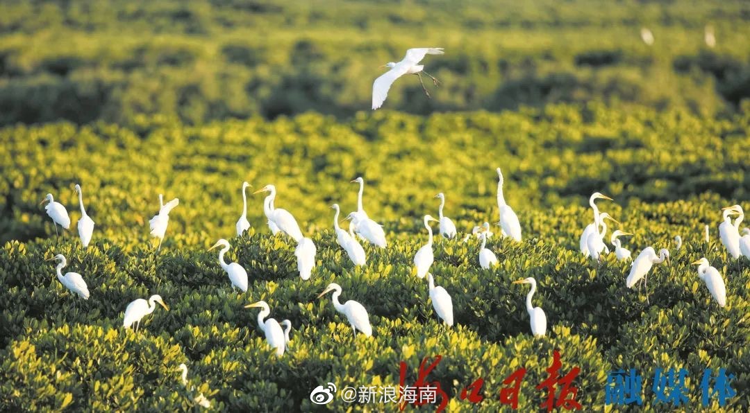 赶紧收藏海口湿地“观鸟地图”新鲜出炉