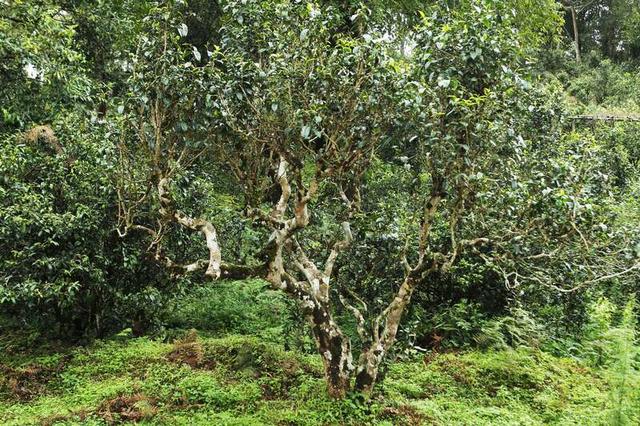 正在申遗的云南普洱市澜沧县景迈山古茶林。张文凌/摄