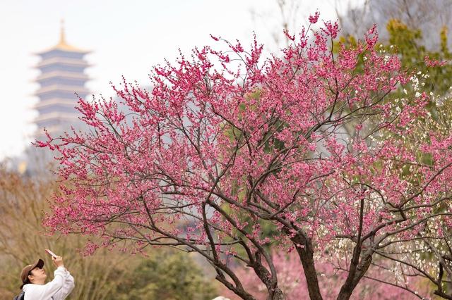 2023年3月7日，航拍南京牛首山，自然风光秀丽。中新社记者 泱波 摄