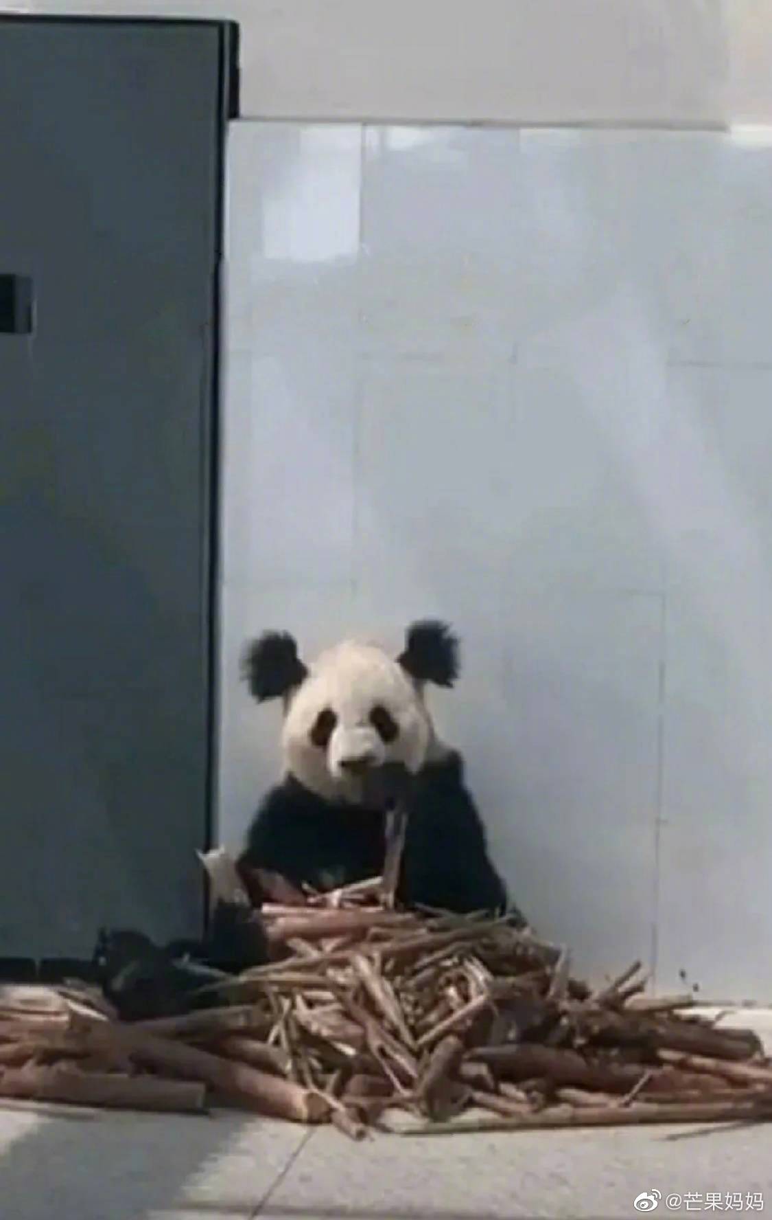 怎么会有这么臭的脚！大熊猫被自己的jiojio熏疯 表情失控