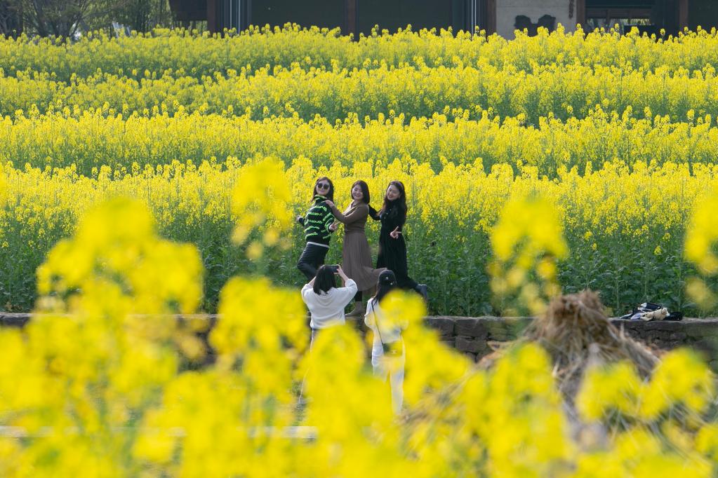 　　3月8日，遊客在重慶廣陽島的油菜花田前合照。新華社記者儲加音 攝