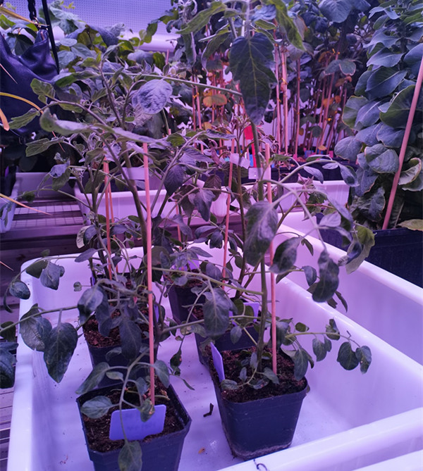 济南高新区基因编辑技术工程化研发平台里的植物。王延斌 摄