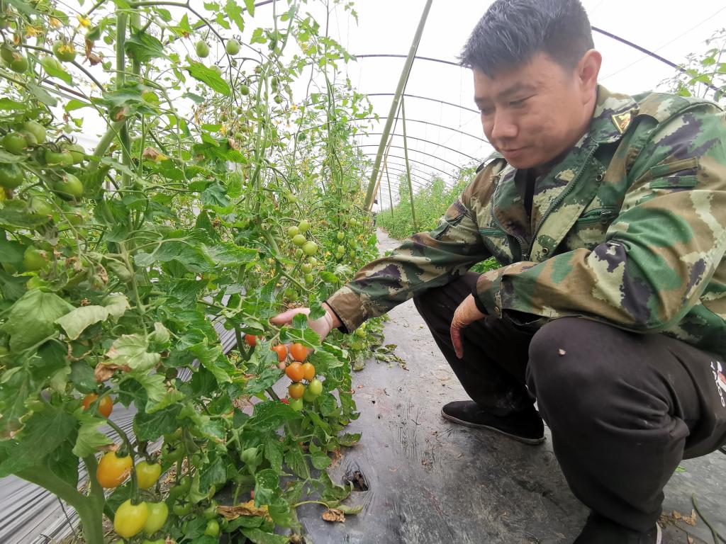 　　3月7日，村民在查看小番茄长势。新华社记者 袁波 摄
