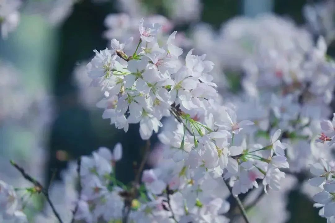 武汉vi设计（武汉大学赏樱政策发布）武汉大学赏樱花最佳季节，