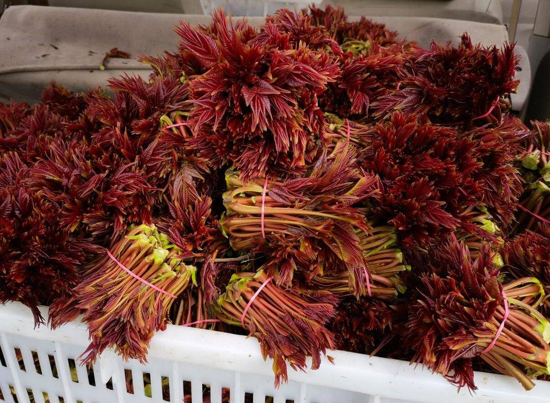 四川大竹香椿集中上市 种植户可享受“最低保护价”政策