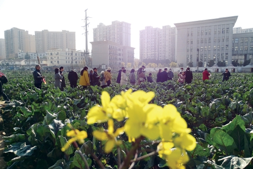 　　专家媒体网友组成“三农品鉴官”探访武汉洪山菜薹原产地。　王琪　摄