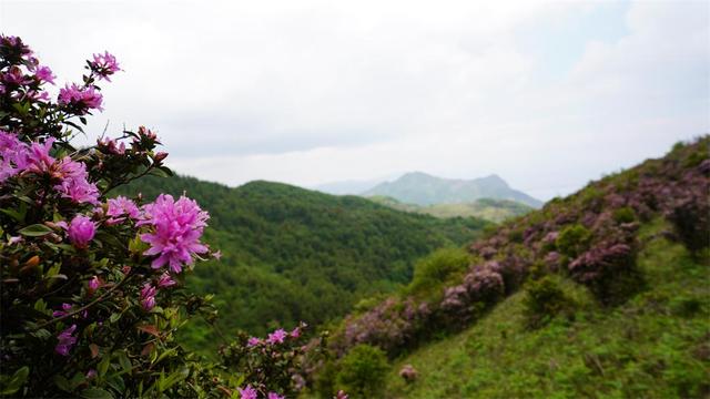 有一种叫云南的生活|玉溪江川:邂逅梨花节 玩转江城镇!插图3 有一种叫云南的生活|玉溪江川:邂逅梨花节 玩转江城镇!插图3