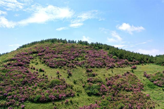 有一种叫云南的生活|玉溪江川:邂逅梨花节 玩转江城镇!插图1 有一种叫云南的生活|玉溪江川:邂逅梨花节 玩转江城镇!插图1