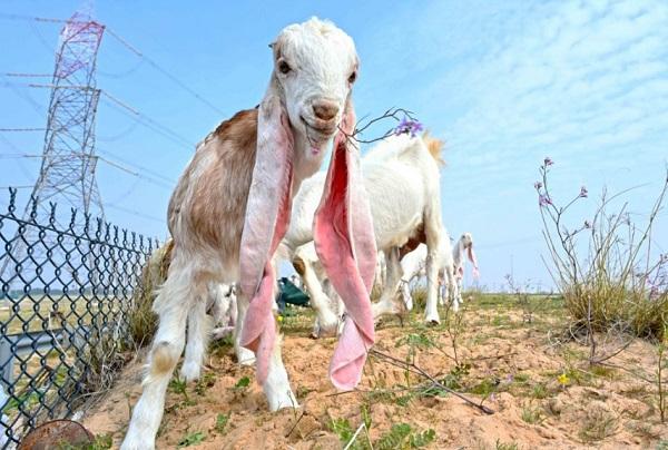 2023年1月26日，羊群在科威特杰赫拉省一片草地上吃草。图源：新华社
