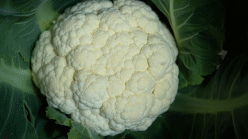 地里的菜花长势喜人(视频截图)