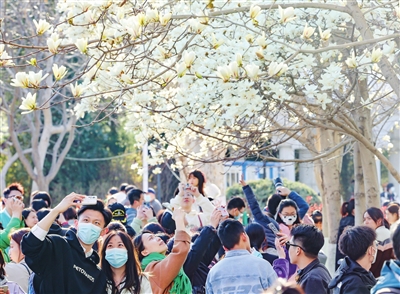 昨日,我市气温回升,迎来晴好天气。睦南公园盛开的玉兰花吸引不少游客观赏、拍照。 本报记者 吴迪 摄