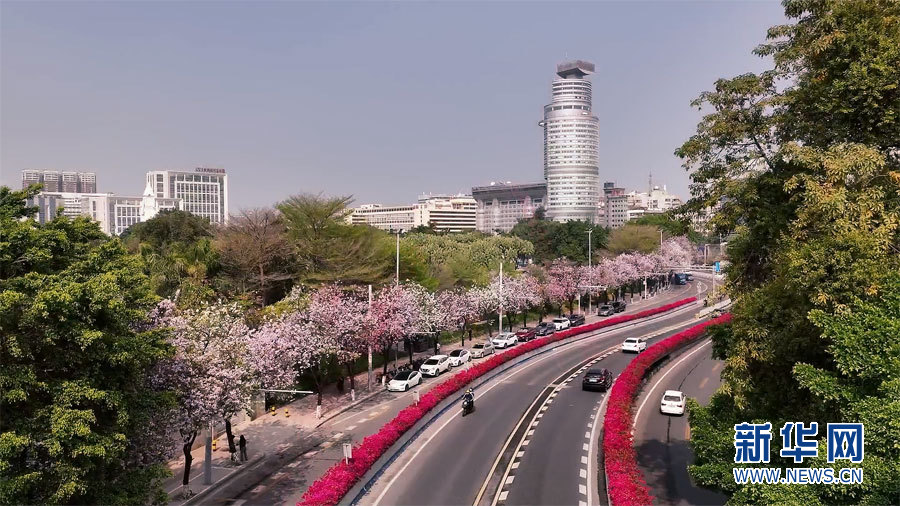 　　图为被鲜花簇拥的广州高架桥，宛如散落在城市的空中花园。新华网发（黄巧珠 摄）