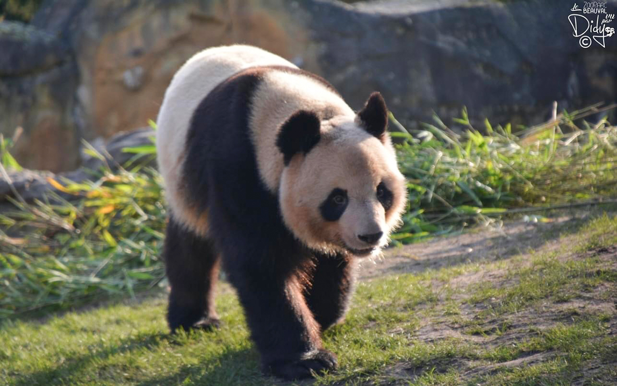 大熊貓“圓夢”長大了​​​​。Le ZooParc de Beauval vu par didy 圖