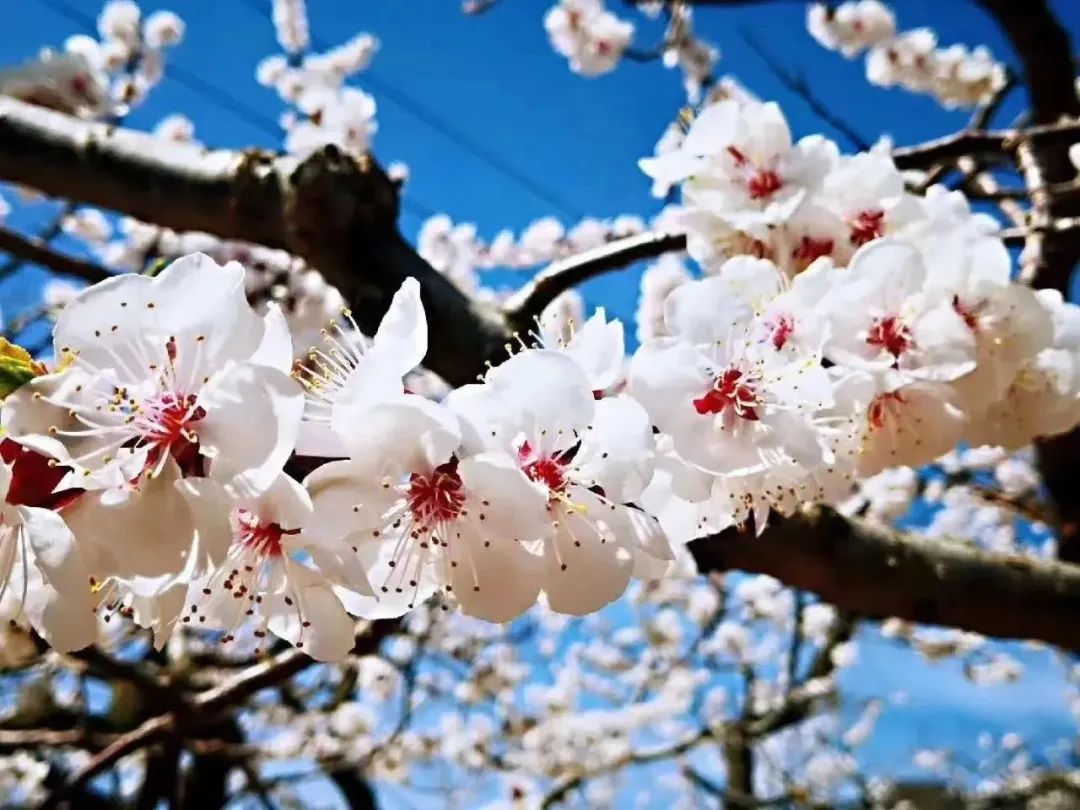 花语：娇羞可爱、纯真美好