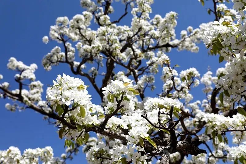 花语：纯洁的爱、永不分离