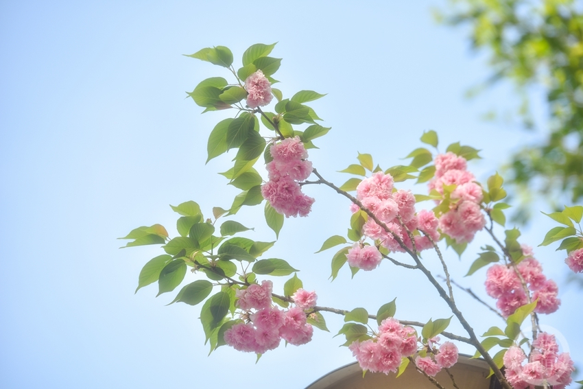 《春日来信》组照二 刘宇杰 摄