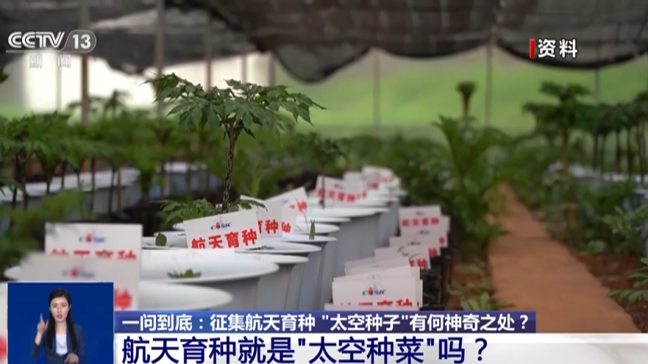 航天育种实验如何开展？“上天入地”的“太空种子”这样炼成