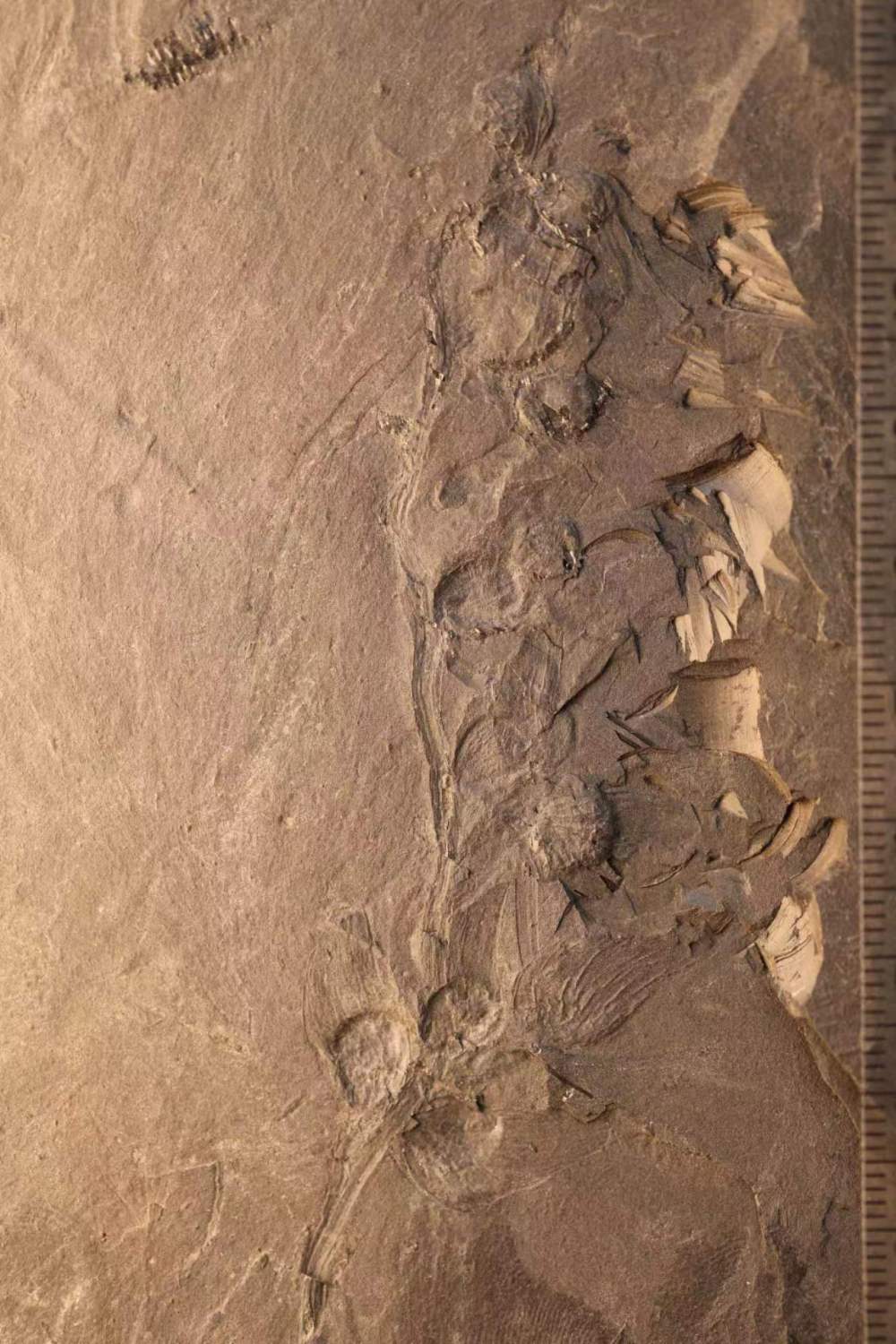 几亿年前的化石（6.1亿年前化石）