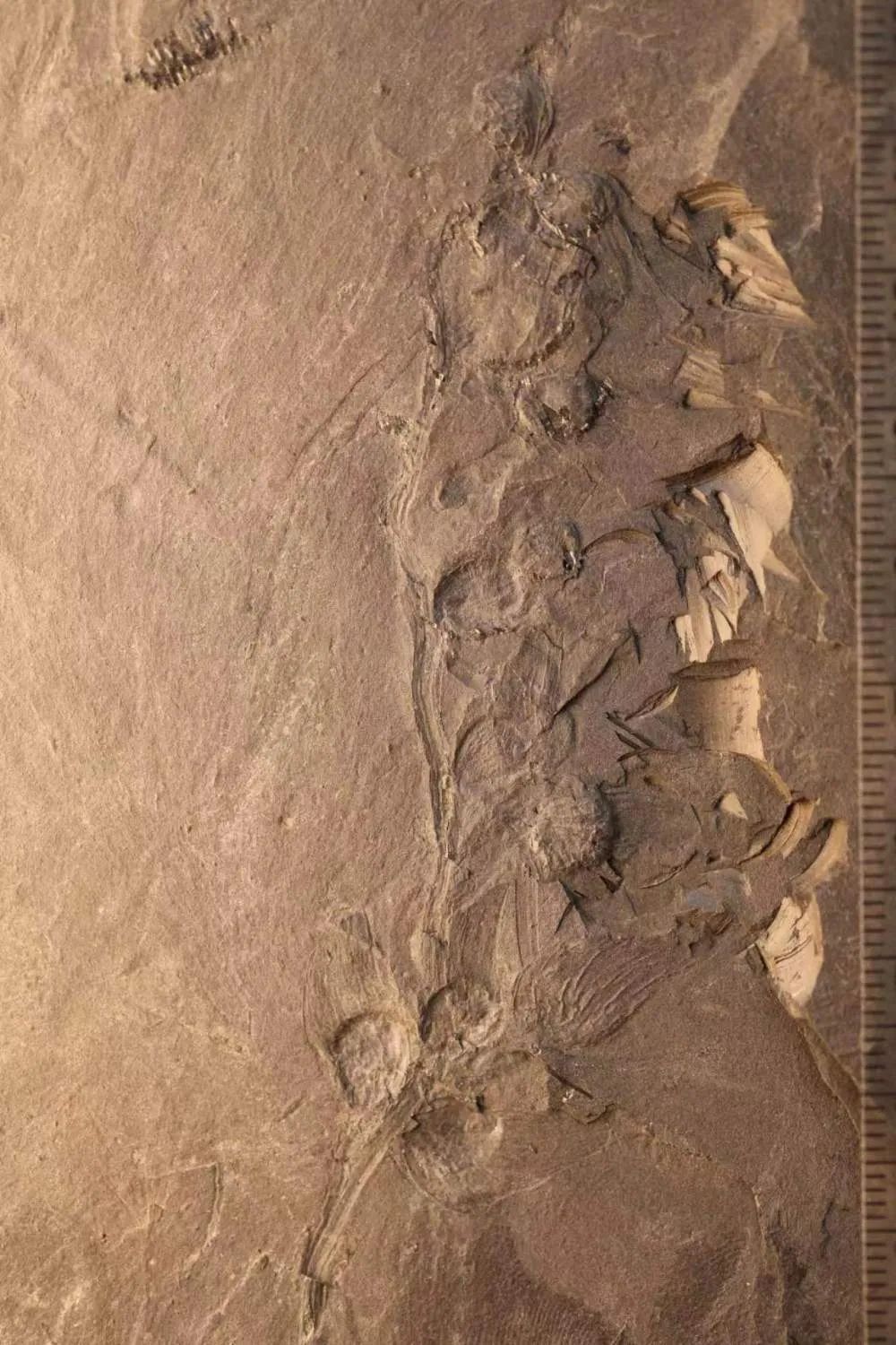 几亿年化石（46亿年前化石图鉴）