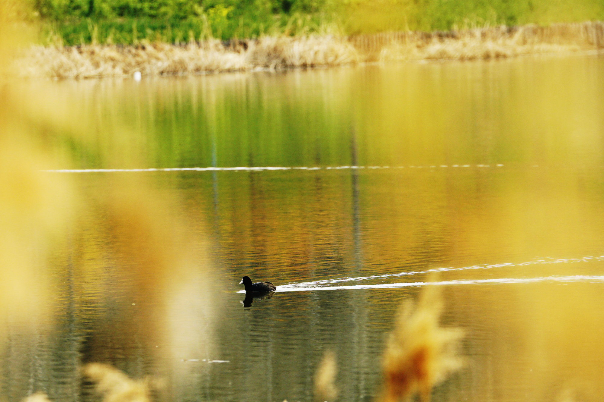 春分后的郑州西流湖畔百花盛开，小鸊鵜、绿头鸭、斑嘴鸭、白冠鸡等珍稀飞禽在湖中觅食嬉戏。郑报全媒体记者 黄余洋 摄