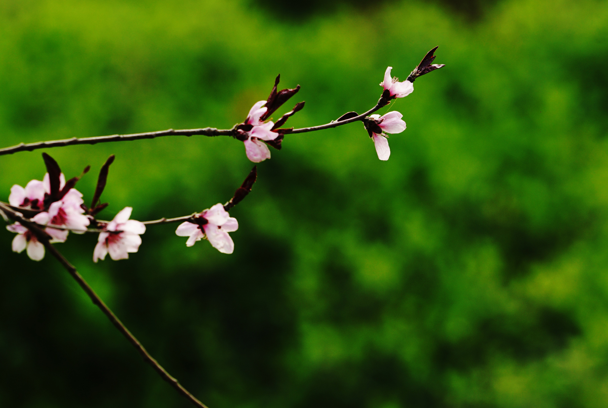 春分后的郑州西流湖畔百花盛开。郑报全媒体记者 黄余洋 摄