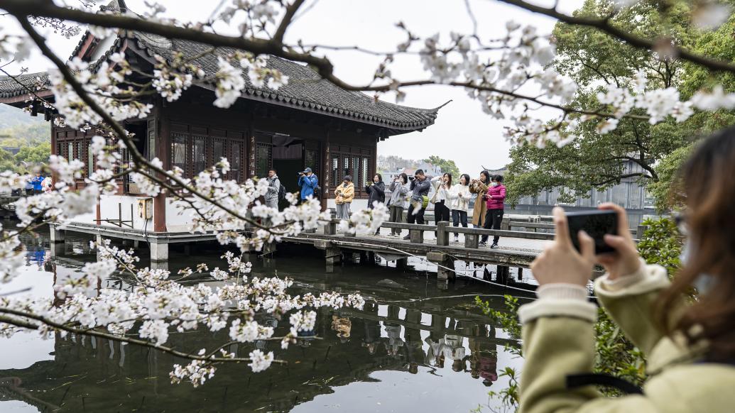 2023年3月18日，杭州曲院风荷景区樱花盛开，吸引游客市民打卡游览。视觉中国 图