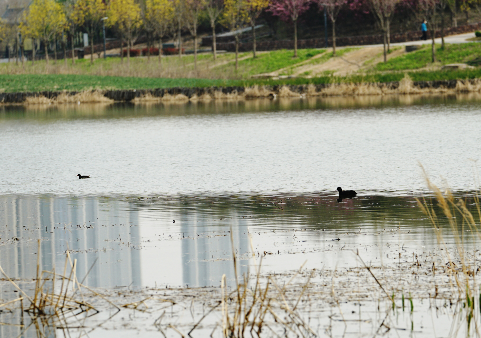 春分后的郑州西流湖畔百花盛开，小鸊鵜、绿头鸭、斑嘴鸭、白冠鸡等珍稀飞禽在湖中觅食嬉戏。郑报全媒体记者 黄余洋 摄