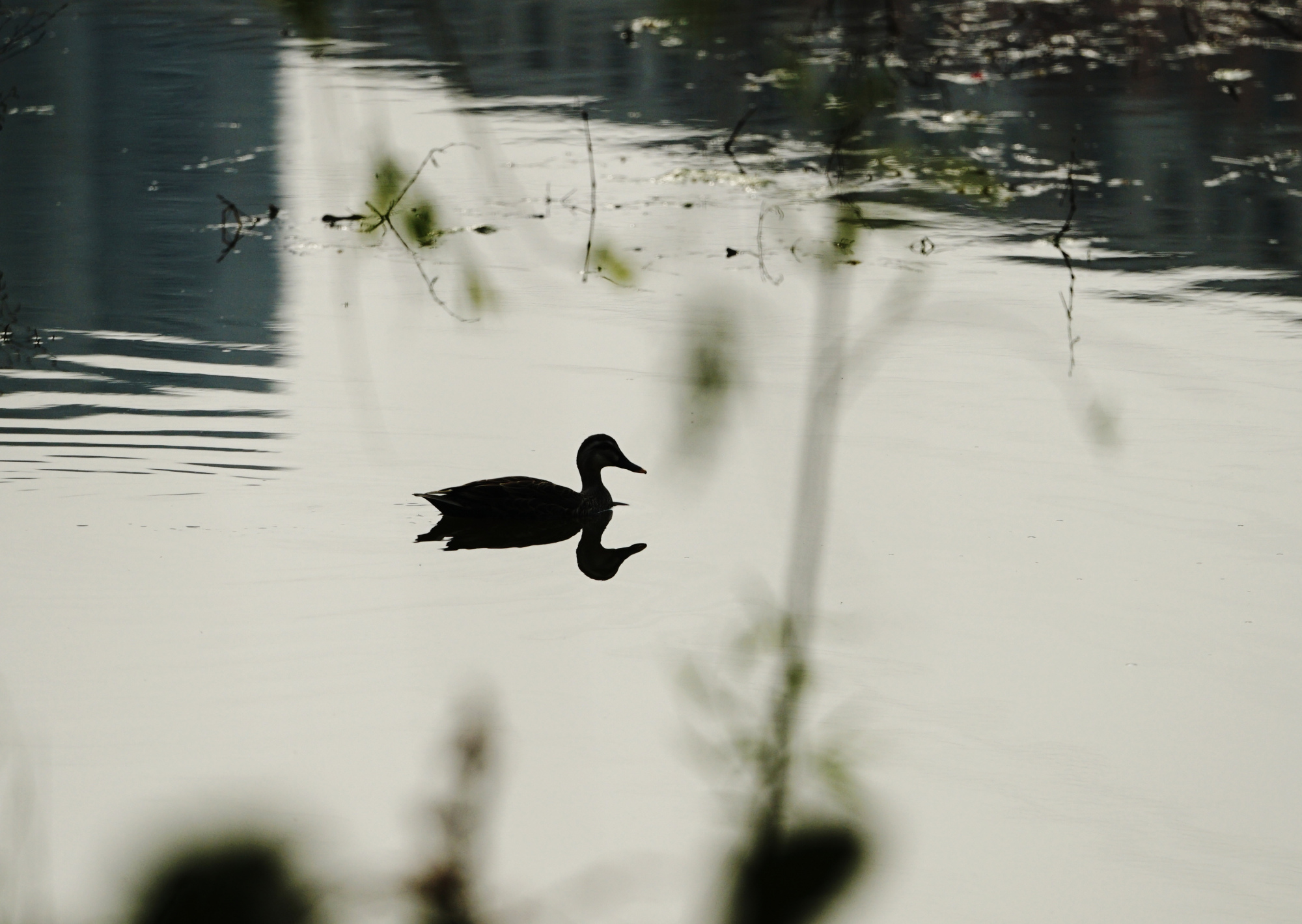 春分后的郑州西流湖畔百花盛开，小鸊鵜、绿头鸭、斑嘴鸭、白冠鸡等珍稀飞禽在湖中觅食嬉戏。郑报全媒体记者 黄余洋 摄