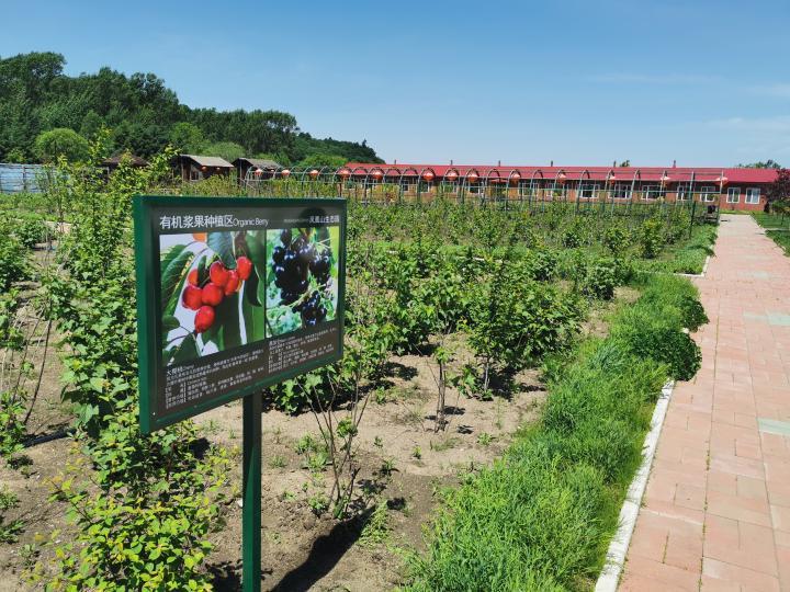 山河屯林业局有限公司的生态果树园。受访者提供