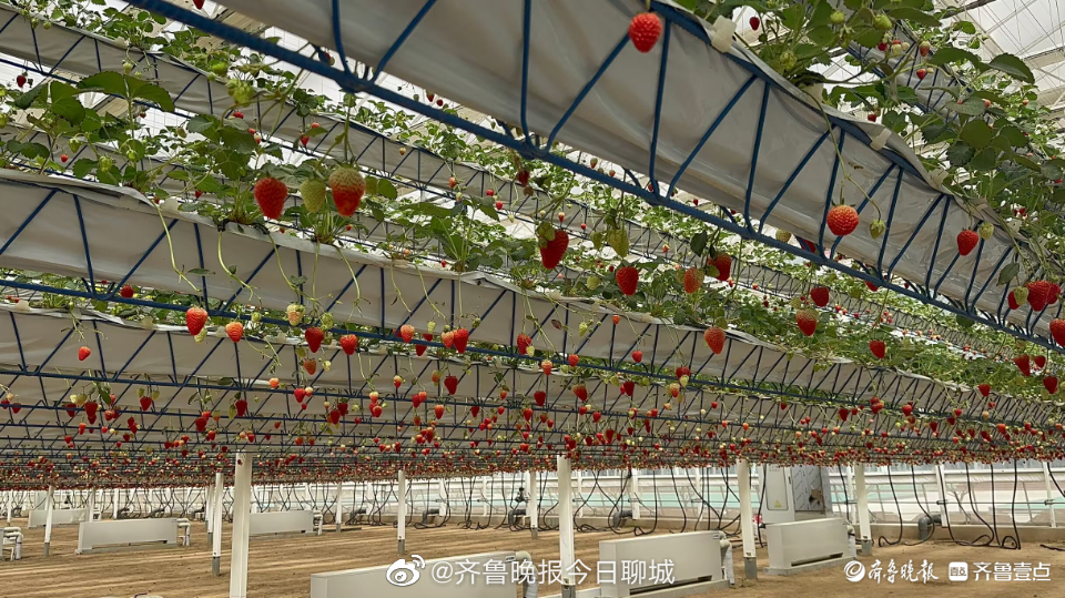 乡村振兴聊城画卷|工业反哺农业，茌平信发设施农业助力乡村振兴