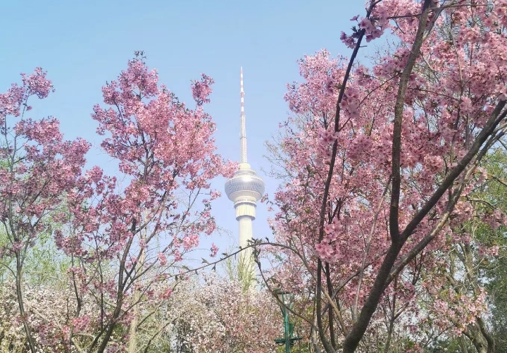 玉淵潭公園櫻花與遠處的中央電視塔構成一幅美麗畫卷。玉淵潭公園供圖