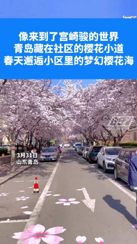 像来到了宫崎骏的世界打卡青岛藏在社区里的樱花道|青岛市|樱花|宫崎骏_新浪新闻