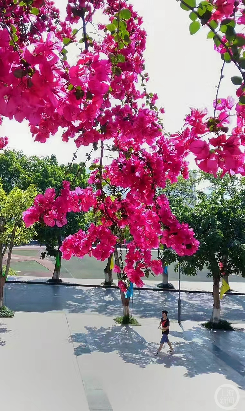《春满校园》组照六 周文武 摄