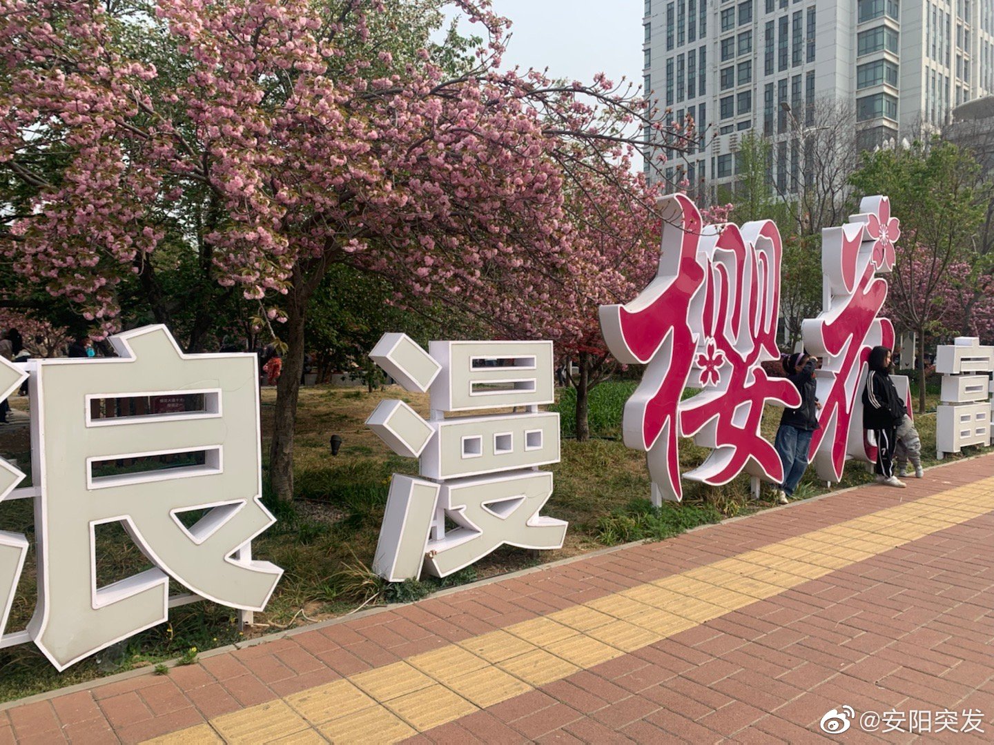 第七届中国（鹤壁）樱花文化节开幕式回放_凤凰网视频_凤凰网