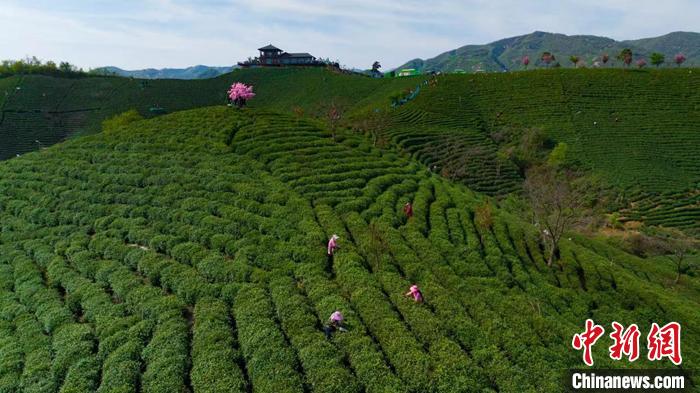 春日采茶忙：信阳毛尖全面开采